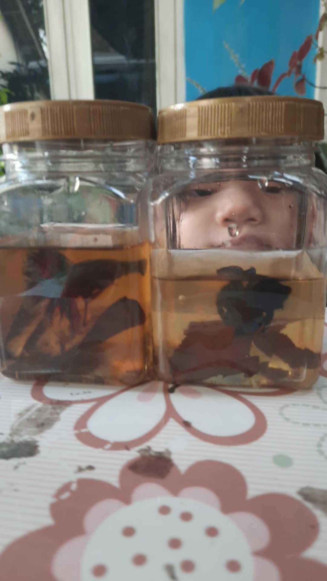 Toples Plastik Kotak 340ml - Toples Sambal/bumbu/selai/kue/parsel/coklat