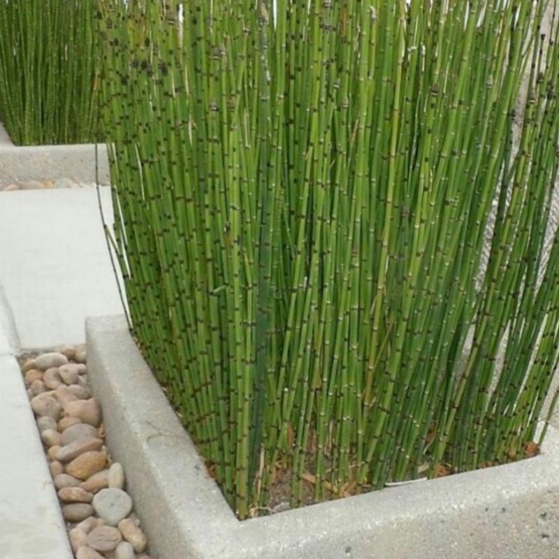 Bambu Air (Equisetum hyemale): Potensi Diuretik Alami dari Tanaman Herbal Purba