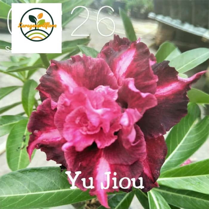 

bibit Bunga Kamboja adenium Jepang yu jiou