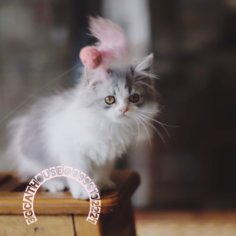 Kucing Persia gemuk & bulu kapas