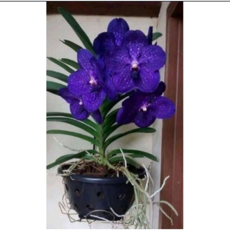 Anggrek vanda ungu dewasa siap berbunga