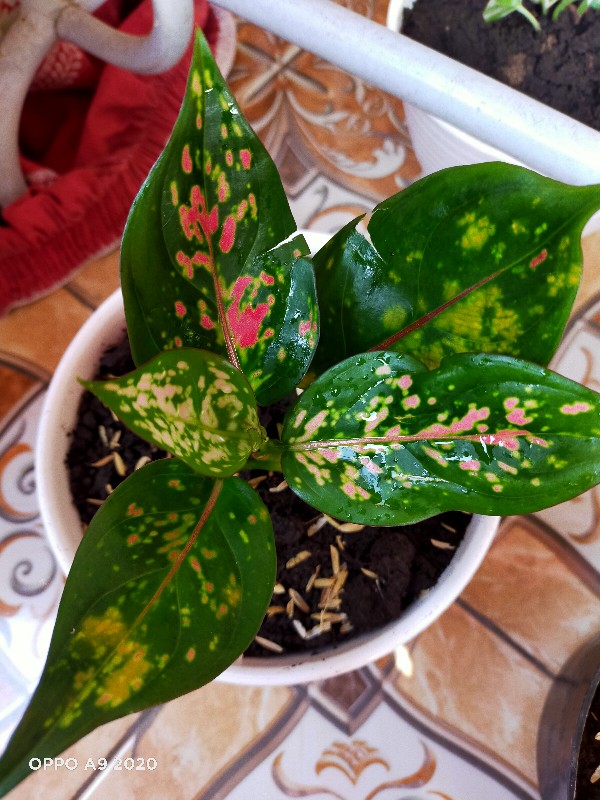 Tanaman Hias Paket Agloenema Cantik Dan Indah