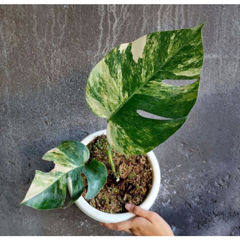 anakan  monstera varigata king delisiosa