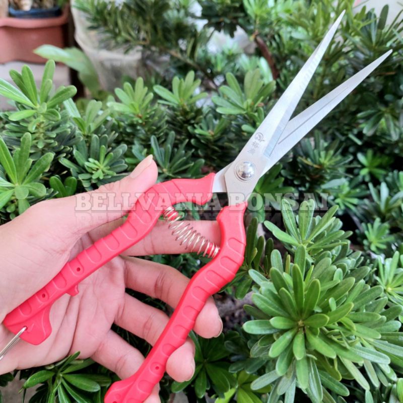 

RB Gunting Prunning Daun Panjang 24.2cm Dengan Mata Pisau 12.2cm