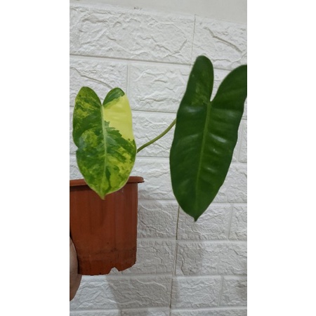 burlemarx variegata batang orange