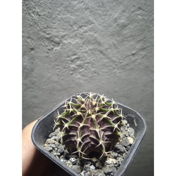 Lb hybrid & dorstenia crispa by request