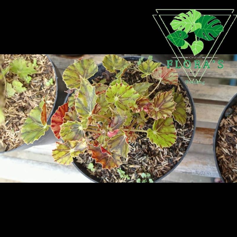 Jual Begonia Marmaduke (Begonia Kuning Totol) Indonesia