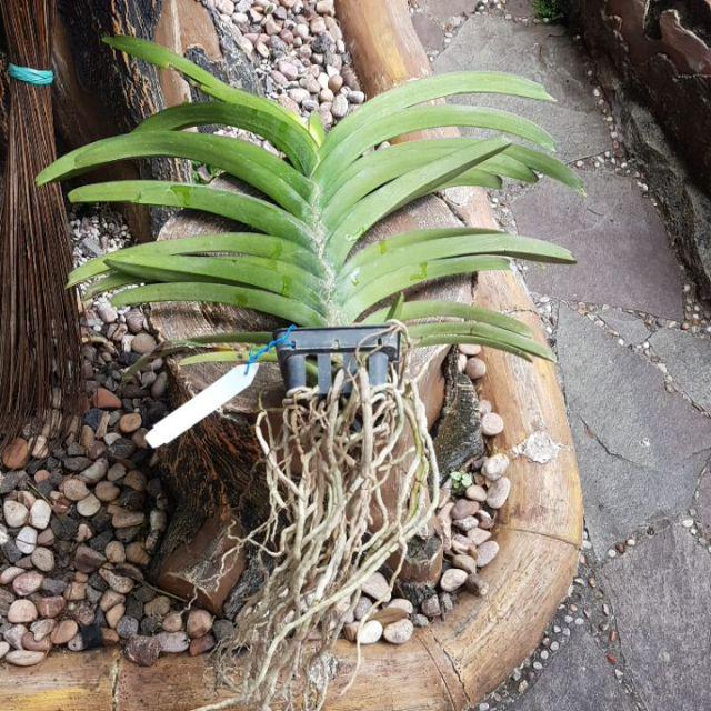 Anggrek Vanda