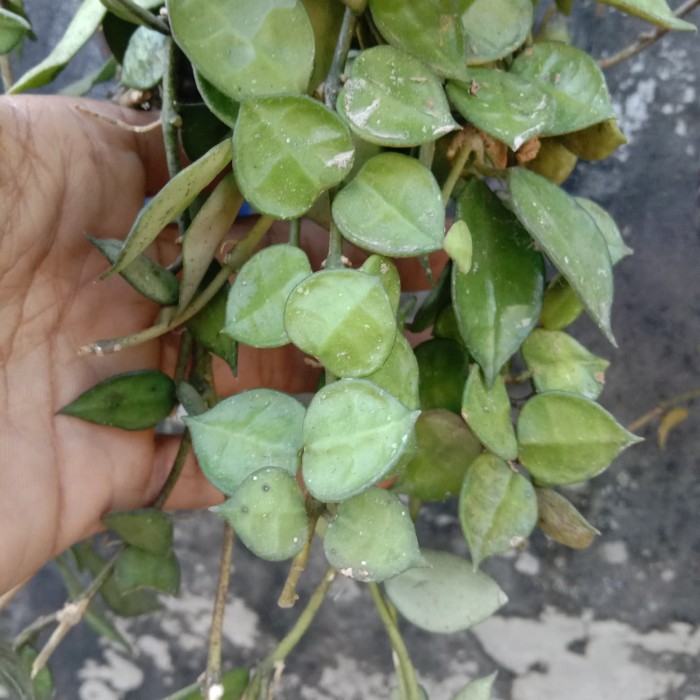 Hoya Lacunosa bunga wangi