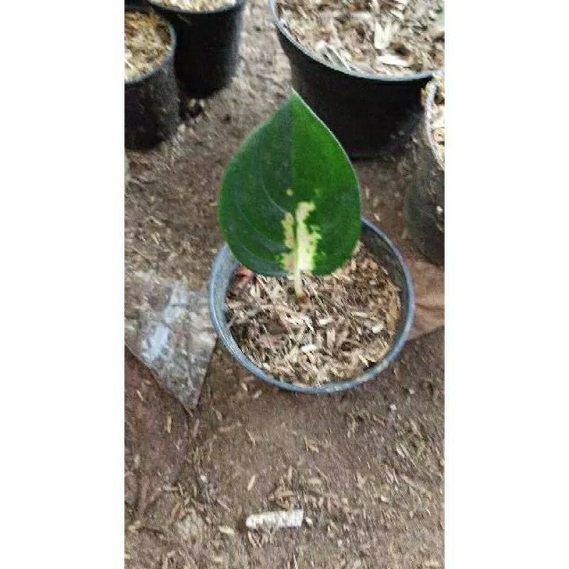 bibit aglonema sultan brunai