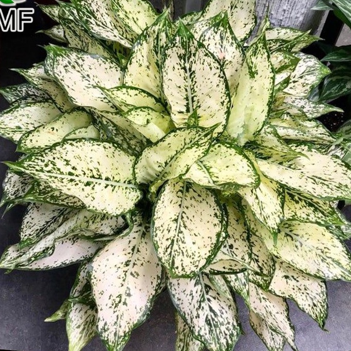 Tanaman hias aglaonema snow white/aglonema snow white/tanaman hias berkualitas