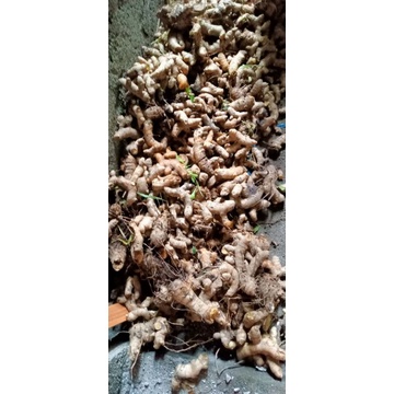 

buah kunyitputihsegar