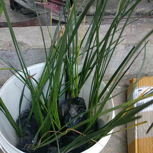 Bibit Umbi Bunga Rain Lily Soft Yellow