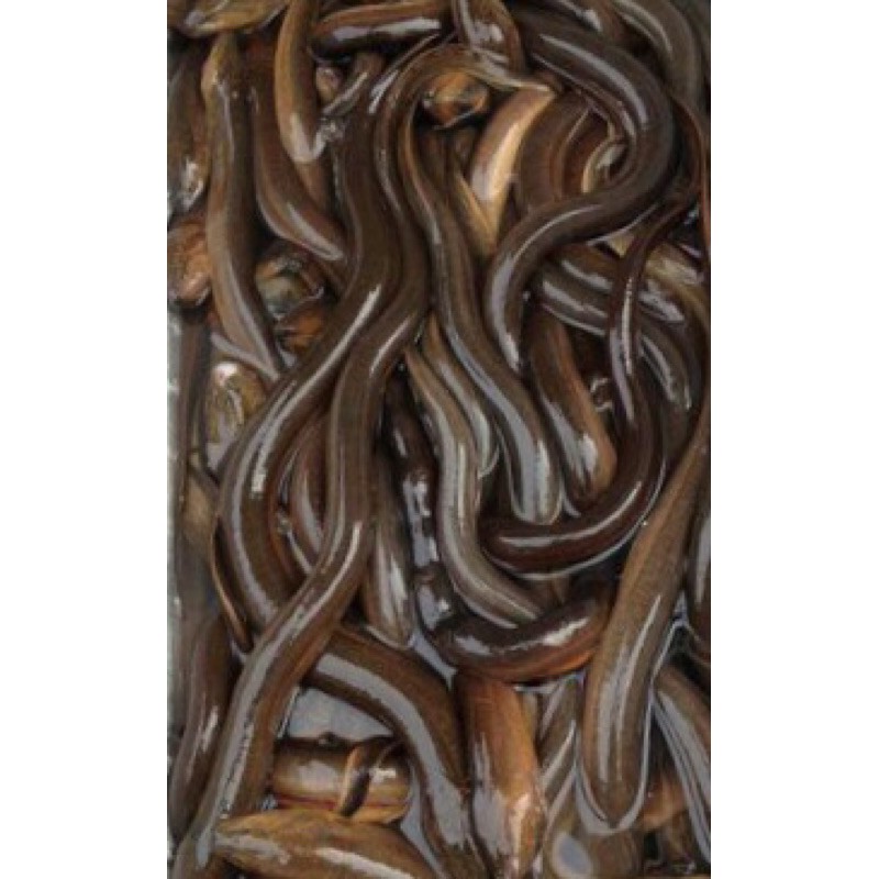 

Belut 500gr