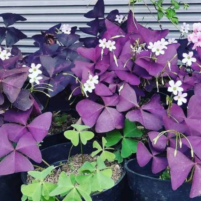 Oxalis Bunga Kupu Kupu Shamrock Ungu Shopee Indonesia