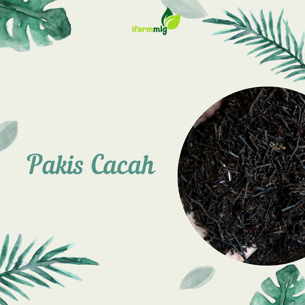 Pakis Cacah Anggrek - Pakis Anggrek - Media Tanam Pakis Anggrek - Media Tanam Pakis Cacah Anggrek