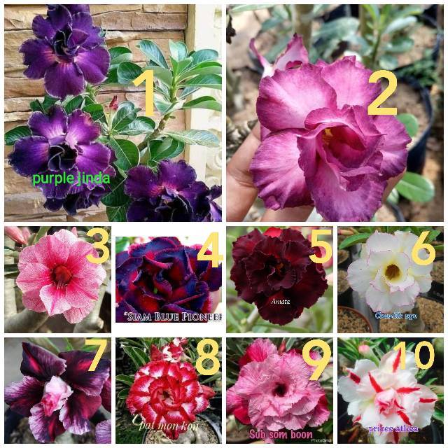 PROMO KAMBOJA JEPANG Adenium tumpuk 1 paket isi 7 macam bunga