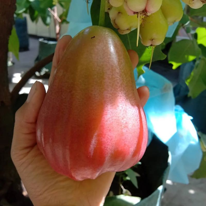 Bibit jambu air kingrose