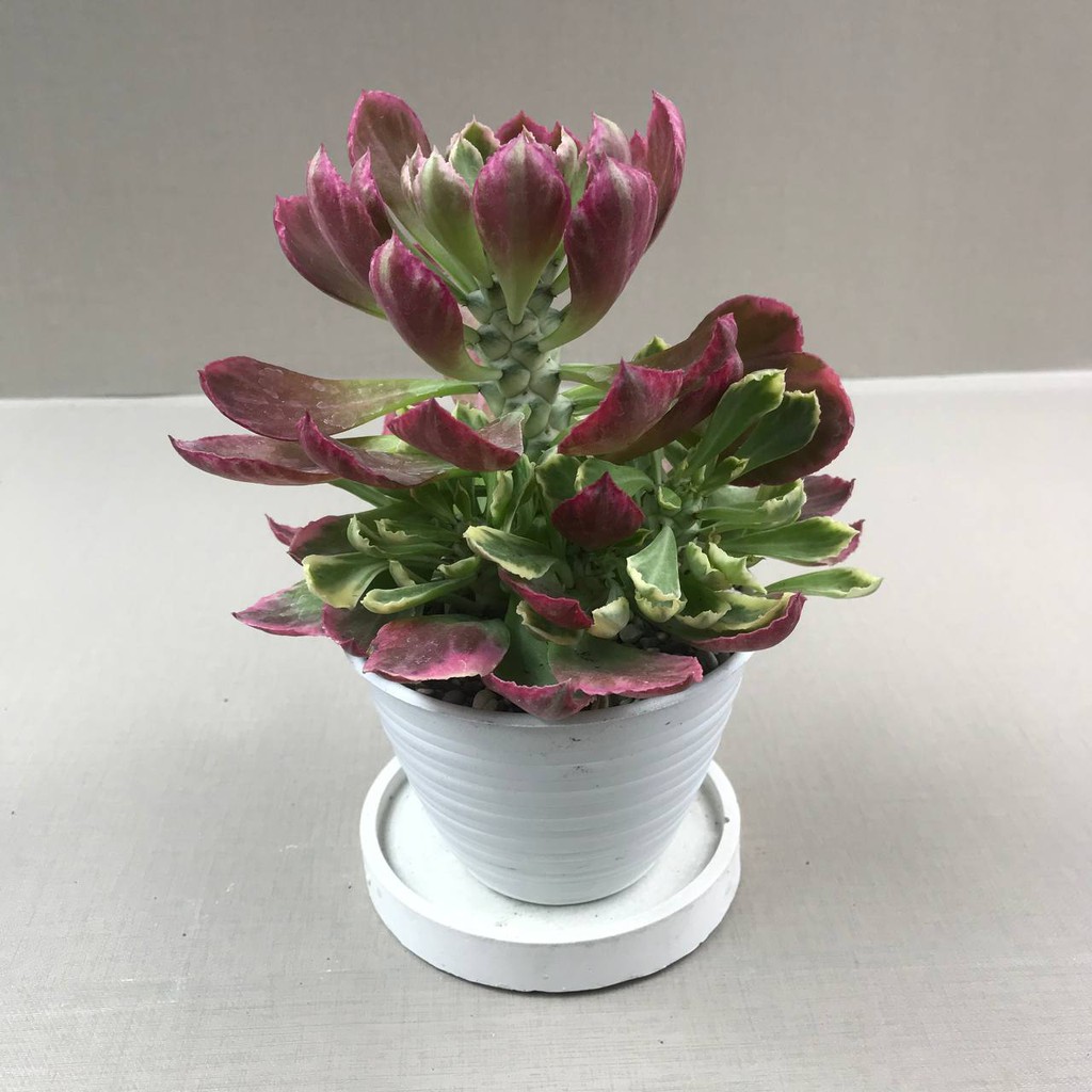 Kaktus sukulen (Monadenium Import) Tanaman Hias Hidup