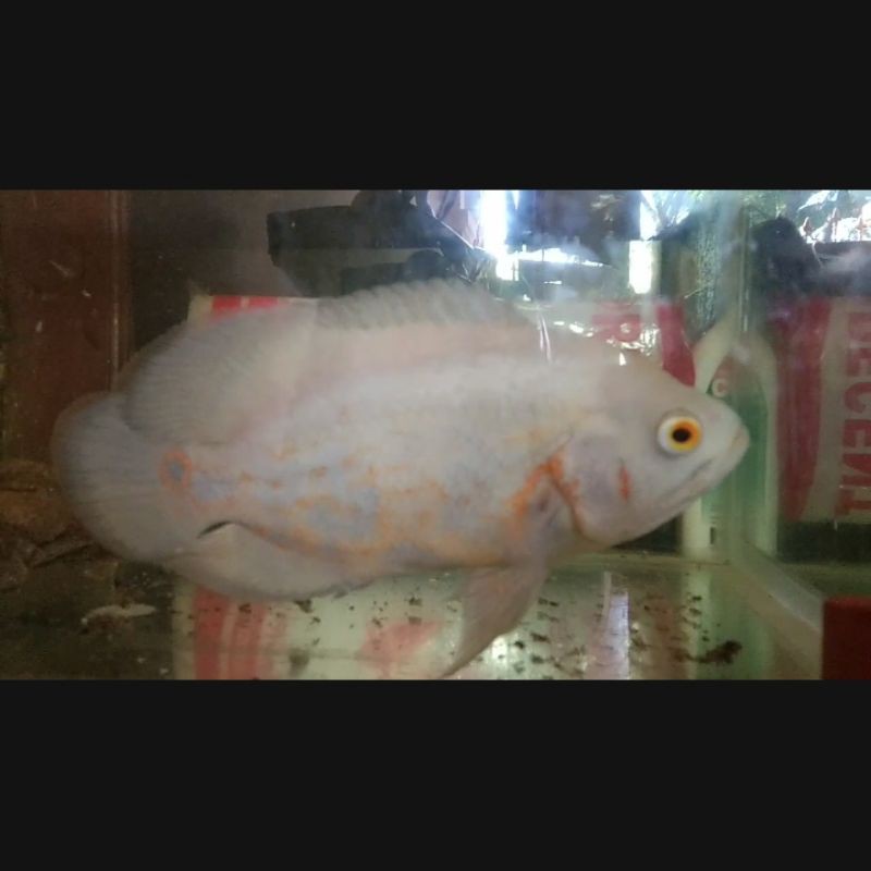 Oscar Albino