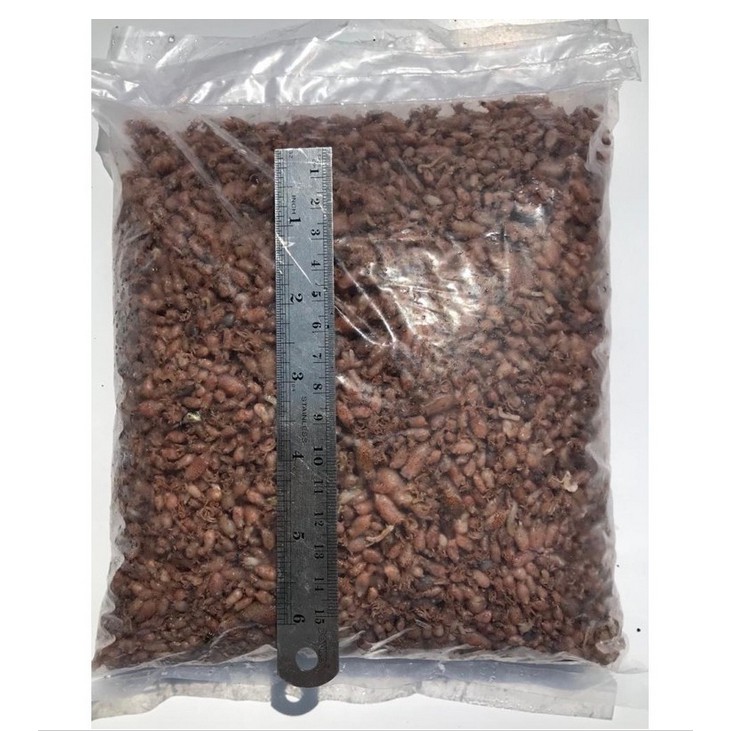 

Baby Cumi Medan Premium Grade A Tanjung Balai SUMUT