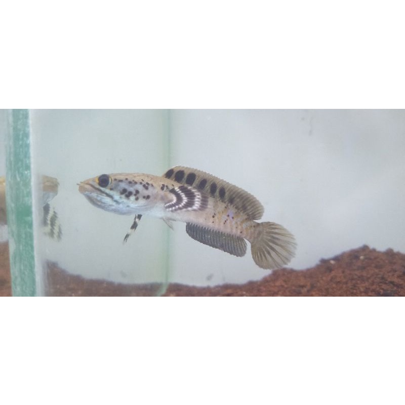 Channa ornatipinis yellow lips