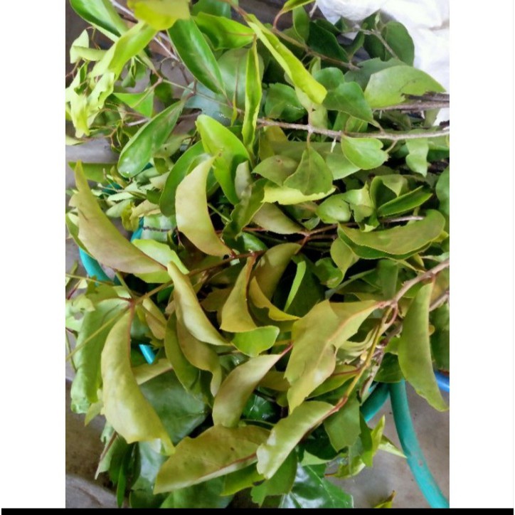 

BENALU SEGAR 500GR TERMURAH