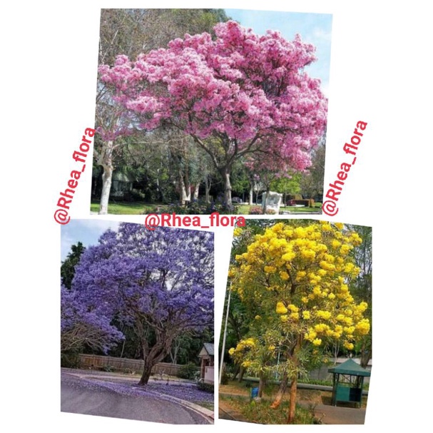Paket 3 tanaman hias Tabebuya 1 meter - Tabebuya bunga pink 1 meter - Tabebuya bunga kuning 1meter -
