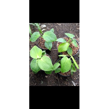 philodendron Rugosum