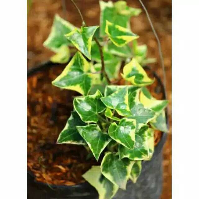 Ivy Varigata - Tanaman Hias Gantung Ivy Varigata