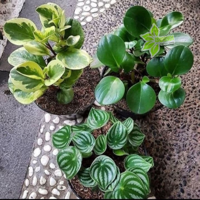 paket 3 tanaman hias peperomia water melon variegata dan hijau