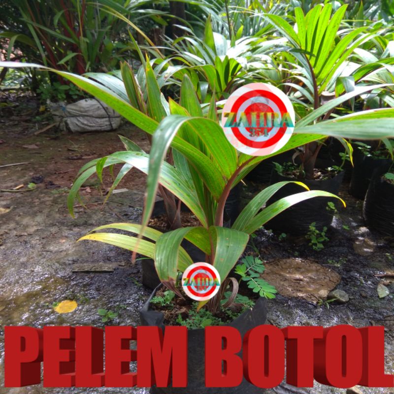 BIBIT TANAMAN HIAS PALEM BOTOL MERAH 50CM