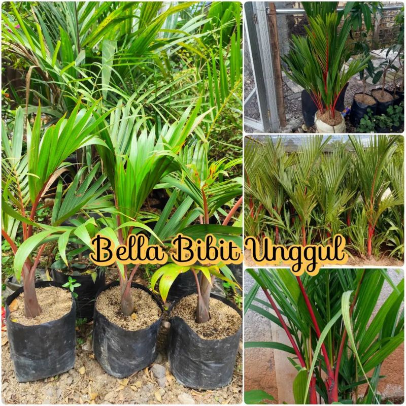 Paket 5 palem merah - bongol besar - bibit super