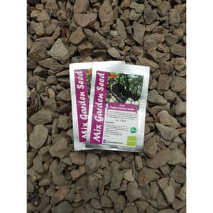 BENIH CABAI PURPLE CAROLINA REAPER