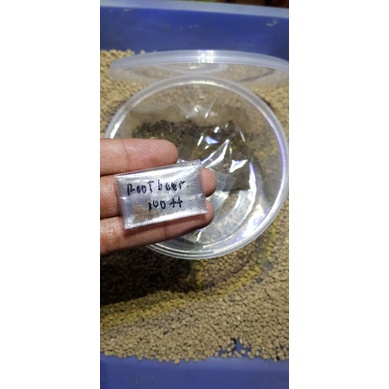 paket menanam bibit kaktus / biji kaktus mihanovichii rootbeer 100 biji +  media