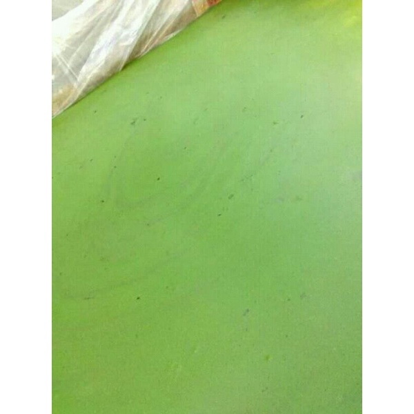 wolfia wolffia (1ons)