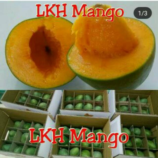 

Mangga Gadung / Alpukat MASAK POHON ASLI