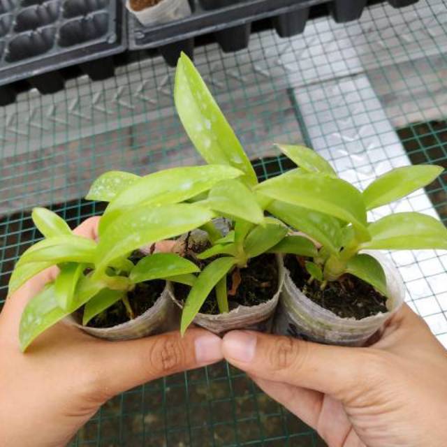 Seedling dendrobium stratiotes