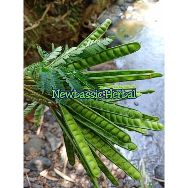 

buah kaliandra putih fresh 500g alami herbal