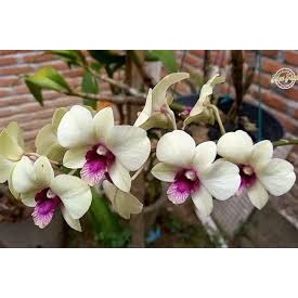 DENDROBIUM DVN