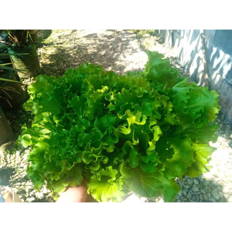 

Sayur Selada Hidroponik bbq