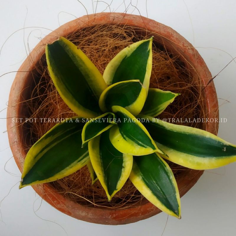 Sansevieria Pagoda dan Pot Terakota