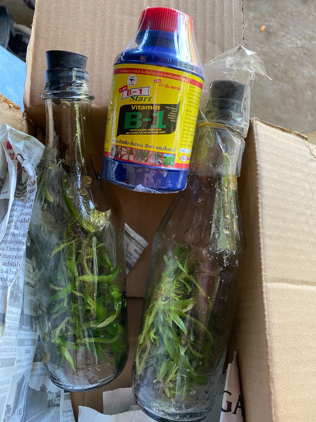 T-rex Vitamin B1 Thailand 100ml