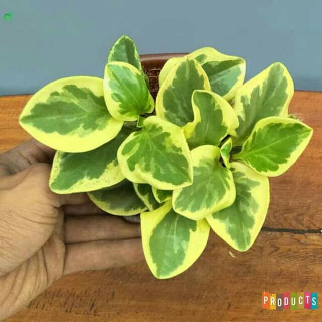 Tanaman hias peperomia obtusifolia ( Teplan kuning )