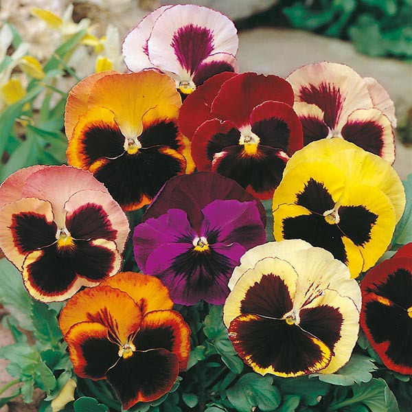 Benih Bibit Biji - Bunga Pansy Swiss Giant Mixed Colors (Viola x wittrockiana) Flower Seeds - IMPORT