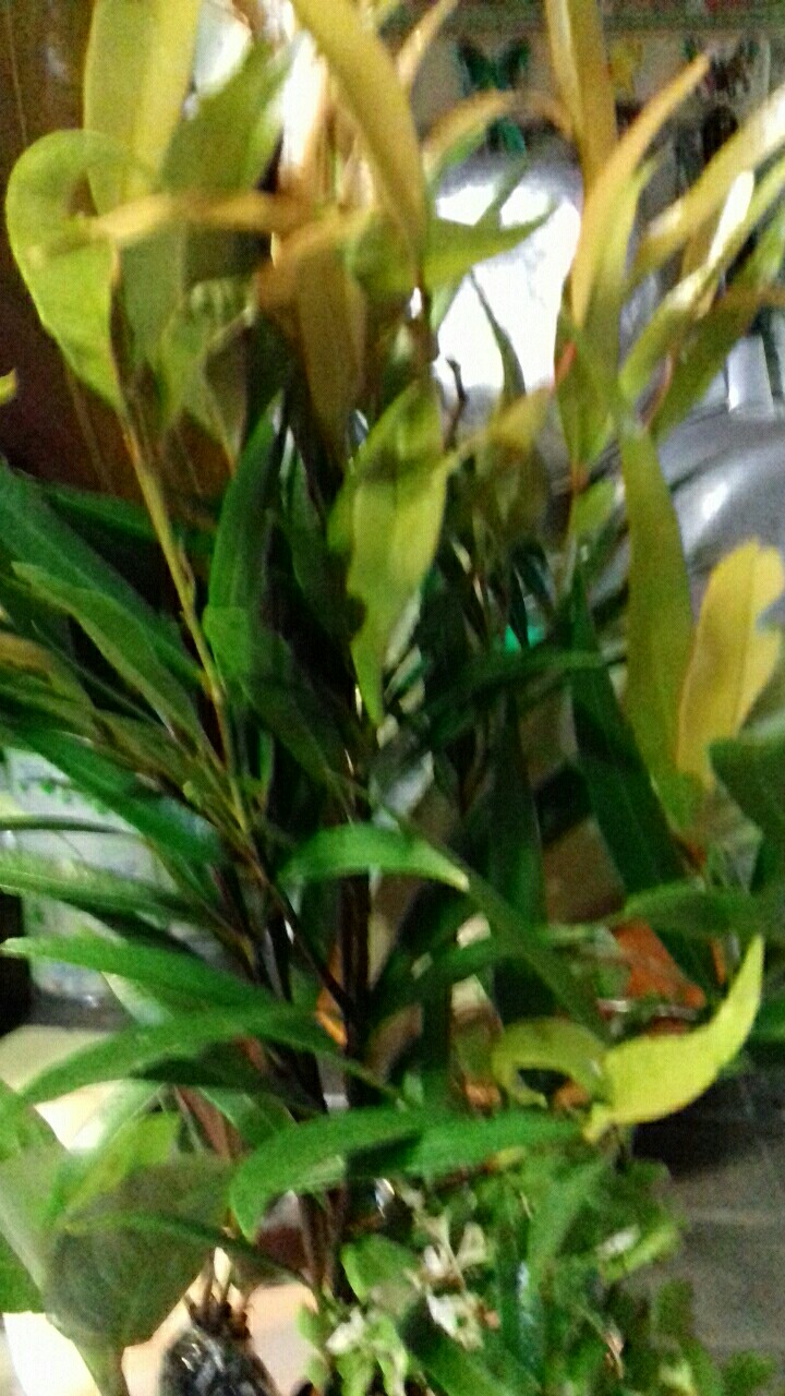 Tanaman Hias Pucuk Merah