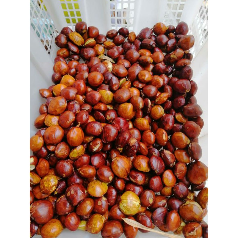 

JENGKOL [READY]