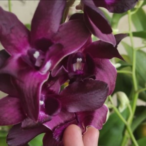 anggrek dendrobium jumbo berbunga