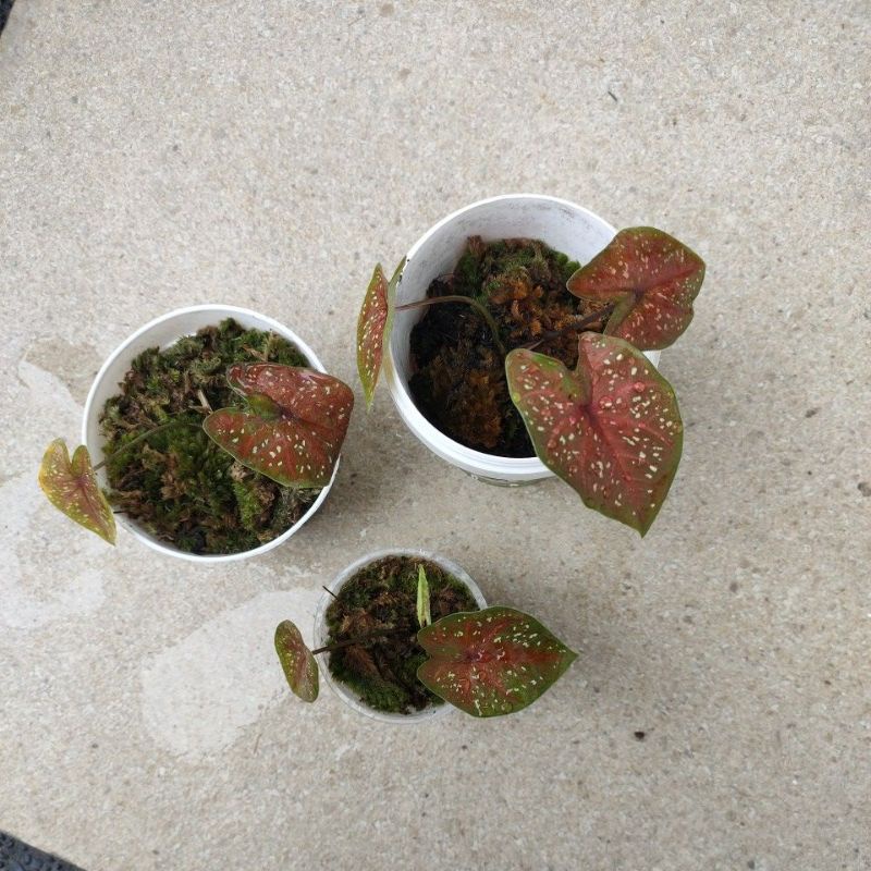 keladi caladium death of heart (DOH)