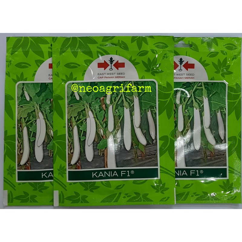 Benih Terong Putih KANIA F1 Cap Panah Merah